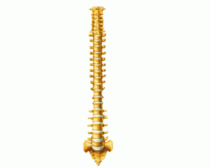 Columna-vertebral